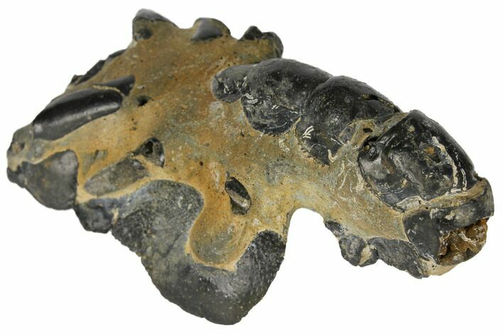 Fossil Mud Lobster (Thalassina) - Australia #109296